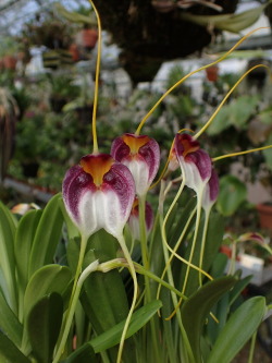 orchid-a-day:  Masdevallia schroederianaSyn.: Reichantha schroederianaMarch 8, 2018 
