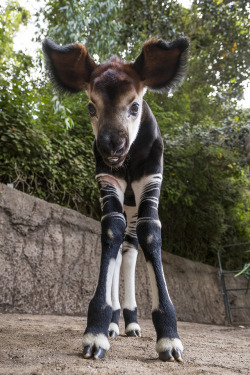 sdzoo:Who’s this? Meet Mosi, a floppy-eared okapi calf born at the San Diego Zoo. What’s an okapi? It’s not a zebra, antelope or any other species. It’s just an okapi, the only living relative of the giraffe and an endangered species.  Learn