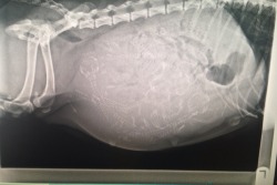 coluring:  the x-ray of a pregnant dog 