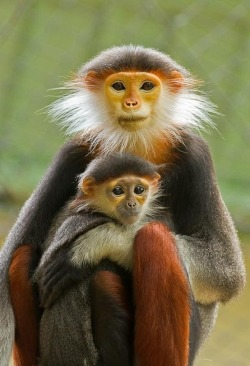 Under Mom’s protection (Red-shanked Duoc Langurs)