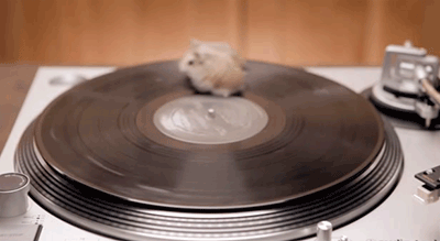 hamsters spinning on a turntable gif