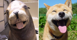woodelf68: awesome-picz:   Seals Are Actually Ocean Puppies. Myth: Confirmed!   @o-sakakakakaka