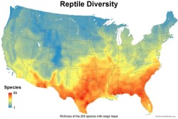 curseworm:  mapsontheweb: Reptile Diversity in the United States. theres only one reptile in maine and we all have to share it 