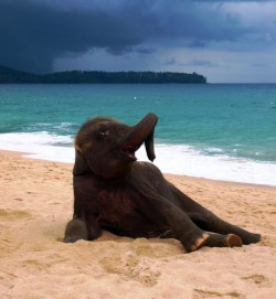 the-absolute-best-posts:  magicalnaturetour: Young elephant playing on a beach in Phuket, Thailand by John Lindie Now if anything the first thing that came to my mind was “Why is the elephant posing seductively?”   My lovely followers, please follow