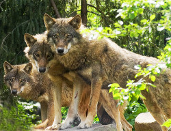 Band of brothers (Timber Wolves)