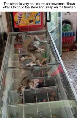 awwcutepets:  Kittens sleeping on the freezer on a hot day