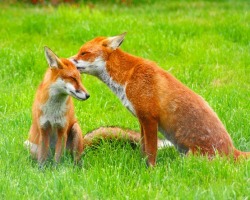 Whisper sweet nothings (Red Foxes)