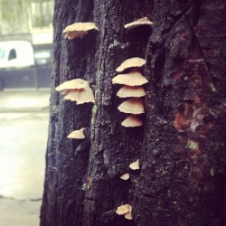 #tree #natural #beauty #pic #love #life #mushrooms #pretty #photo