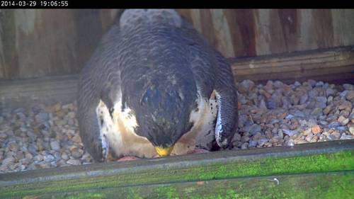 An image of a peregrine falcon sitting atop three eggs in a nest box.