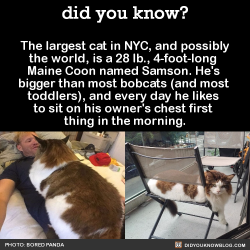 dumbass-bitch-disease:  spacefroggity: did-you-know:  The largest cat in NYC, and possibly the world, is a 28 lb., 4-foot-long  Maine Coon named Samson. He’s  bigger than most bobcats (and most  toddlers), and every day he likes  to sit on his owner’s