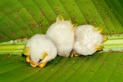 creepykyriarchybatman:  gingersnp:  The fact that in the world there exists tiny cotton ball bats in tiny bat communities that cling to the bottom of folded leaves makes all the shitty stuff that exists totally ok.  Honduran White Bats! They are some