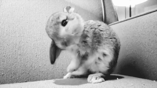 cute rabbit gifs Page 2 | WiffleGif