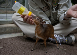 sdzoo:  Throwing it back to February 2011 when we hand raised a royal antelope (the smallest antelope species in the world).
