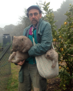 eliciaforever:  “Where you goin’ with those wombats, Russell?”“N-n-nowhere. What wombats?” 