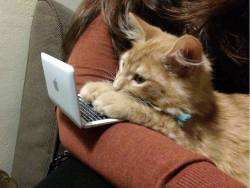 awwww-cute: Kitty and his tiny computer