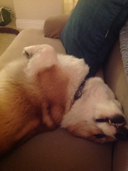 corgiaddict:  “Mommy, do I have anything in my teeth??” submitted by Cody’s mommy