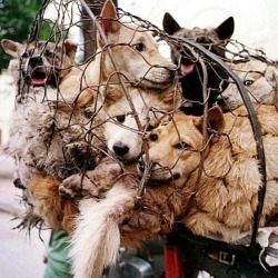 whatacoldlove:  Over 10.000 dogs are killed every year in southern china for the annual yulin “festival” these pets are stolen from their homes and families, dragged with a robe attached to a car, boiled alive, tortured and kept in small cages. They