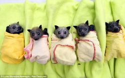 catladynextdoor:  socali-dreamer:  little baby bats in little baby bat blankets  Omg bat burritos 