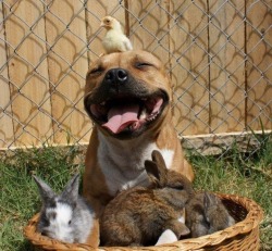 sadurday:  halfboyfriend:  daycaredropout:  the vicious pitbull in its naturally godless killing rage  that is the happiest fucking dog i have ever seen (no wonder i’d be that happy too if i was sitting in a basket of bunnies with a chick on my head)