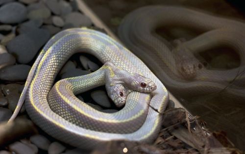 bleedgold: Not only does this California Kingsnake at the Moscow Zoo have two heads, it’s also an albino. Zoo officials say two-headed snakes are a one-in-a-million occurrence and usually don’t survive in the wild. 