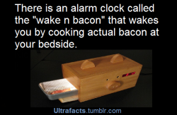 egofan4evr:  ultrafacts:  See more facts Here  Now THIS is something I’ll wake up to.   Sooooooo for 6+ hours, raw bacon is sitting at your bed side??