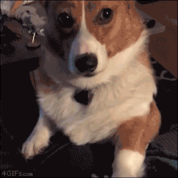 4gifs:Corgi insists on being top paw. [video]