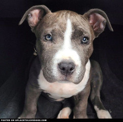 aplacetolovedogs:  Pitbull puppy Zoey’s after the park look! @wasabibaby888 For more cute dogs and puppies