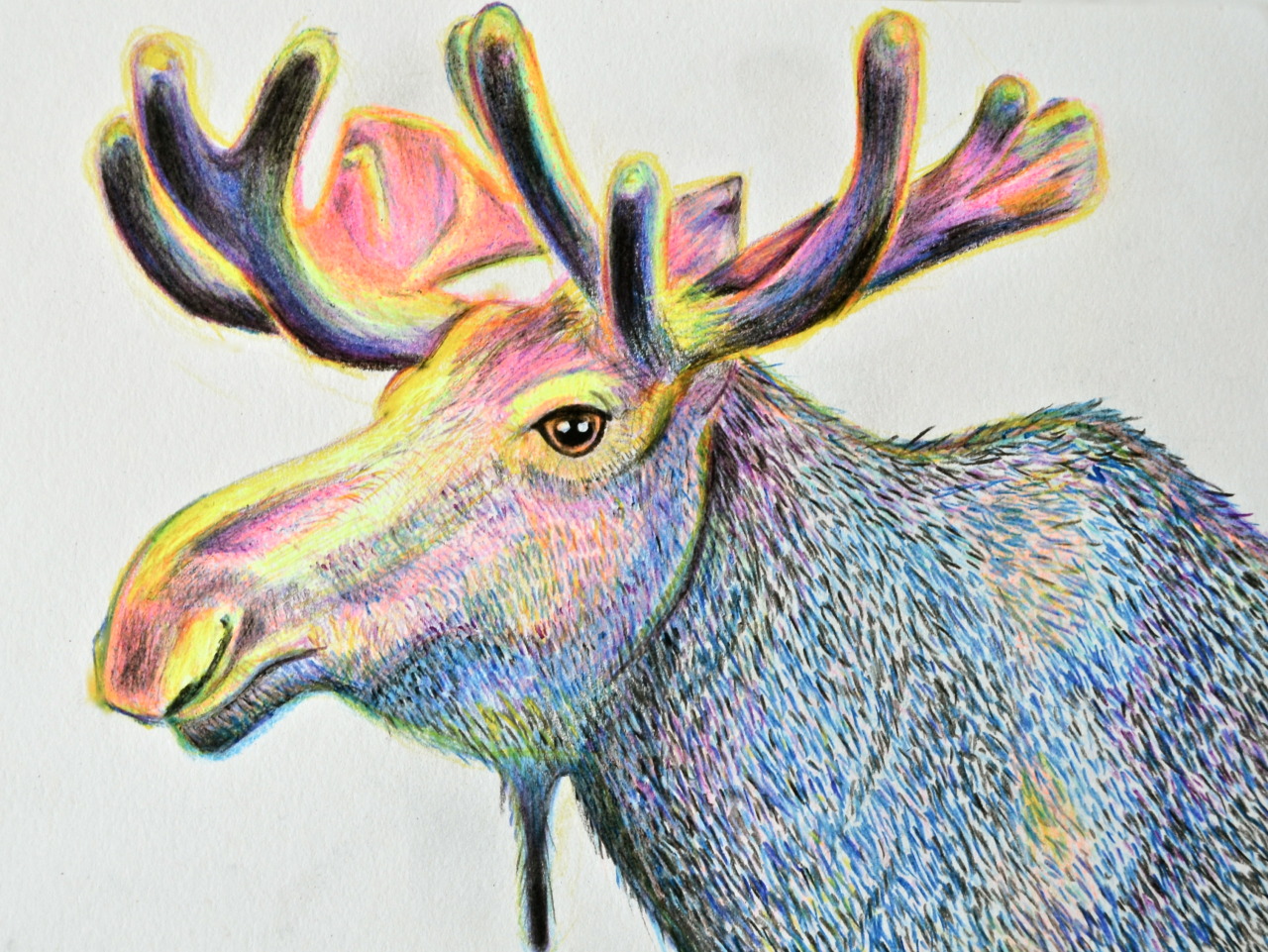 Illustration of a Moose 2013 http://www.etsy.com/shop/ElPerrito maderitas.tumblr.com Thank you!
