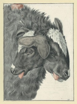 lepromatosis: “The sheep with two heads” by Gijsbertus Johannes van Klinkenberg. Watercolor, gouache, pen and ink, and pencil, 1820.
