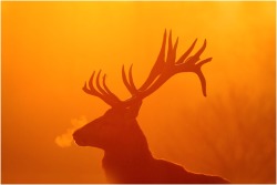 Dawn silhouette (Red Deer stag at sunrise)