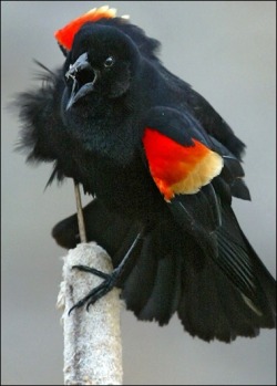 Challenge accepted (Red-winged Blackbird)