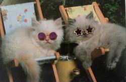 LOL no. THOSE are cool cats XD
