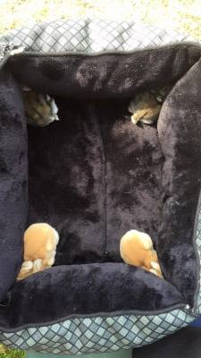 gokuma:  cute-overload:  I put my baby bunnies in their new bed, and then this happenedhttp://cute-overload.tumblr.com source: http://imgur.com/r/aww/4SjIp57  they’re summoning something 