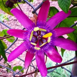 Passion is in the air! Happy Spring, San Francisco! #flowers #flower #nature #Spring #sanfrancisco #California #urban #urbanlife #passion #passionfruit #purple #californiagirl #californialife #art #artsy #inspiration