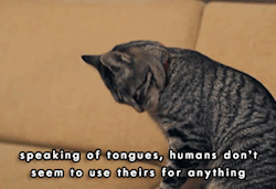 angryginger:  - “A Cat’s Guide To Taking Care of Your Human” [x] 