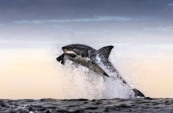 nubbsgalore:  sharks can fly. photos by (click pic) chris mclennan, dirk schmidt and chris fallows of great whites from false bay, south africa, who can reach speeds of 40mph and fly up to ten feet in the air when in pursuit of a seal. but given the