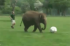 spoken-not-written:  this elephant represents every tumblr user when doing sport  Not bragging, but I&rsquo;m actually great at sports. Especially football and soccer.