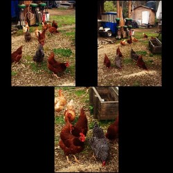 #chickens #tanoakpark #momsplace #mendocino #nomorecock #eggs #huevos #moemeatproduction
