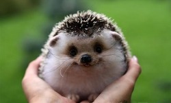 rated-niall:  tumblah-kitty:  rock-it-beautiful:  pitchblackloner:  5napple:  look at its tiny little tongue omg  IT’S SO CUTE IM CRYING  I want this cute little babbyyy! Adorbs!  awwe  Omfg you’re so fucking cute. asdfghjkl; 