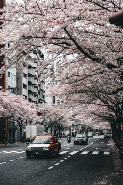 446i:Cherry Blossom Season　　　Instagram / Facebook / Twitter 