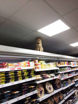 femmesorcery:  lesliethelesbo:  blazepress:  Fearless Cat Keeps Returning to the London Supermarket He’s Banned From  Fight the system  FUCK IT UP  