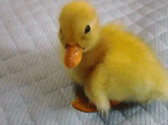 fireandshellamari:  tootricky:  lil duckling (｡´ ‿｀♡)  My followers need a fluffy duckling on their dashboard. 