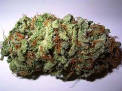 laboratoryequipment:  Marijuana’s THC Can Halt Brain DamageThough marijuana is a well-known recreational drug, extensive scientific research has been conducted on the therapeutic properties of marijuana in the last decade. Medical cannabis is often
