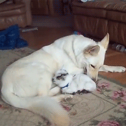 girlythings13:  phaselockings:  babygoatsandfriends:  xdinogoesrawrrx:   German shepherd loves baby pygmy goat (x)  That is not a german shepherd  everyone keeps saying that but nobody is saying what is actually is  That is a White Shepherd, to be