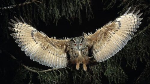Young great horned owl