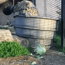 ladyshinga: lord-kitschener:  mrozna:  vegacoyote: DESTROY THE CABBAGE What breed of paper shredder is this  a Feisty girl  
