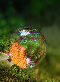 bluepueblo:  Autumn Bubble, The Enchanted Wood photo via olle 