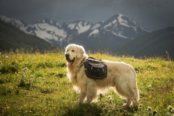 mostlydogsmostly:    Golden Retriever Alcor. Journey to the Caucasus  (via deingel)  Drooling over this pup, the scenery, the lenses, and everything about this trip they&rsquo;re on. This summer I&rsquo;m trying to hike with my sweet old man (12 year