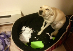 vvankinq:  Go on, tell them I ate your homework. They’ll never believe you. 