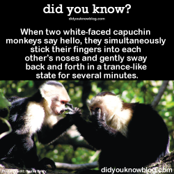 did-you-kno:When two white-faced capuchin monkeys say hello, they simultaneously stick their fingers into each other’s noses and gently sway back and forth in a trance-like state for several minutes.  Source